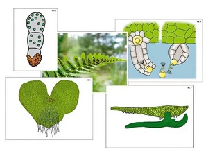 Модель-аппликация "Размножение папоротника" (ламинированная) - fgospostavki.ru - Чита
