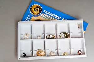 Коллекция "Раковины моллюсков" - fgospostavki.ru - Чита