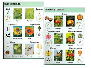 Коллекция "Семена и плоды" - fgospostavki.ru - Чита