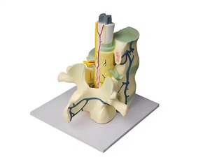 Модель части позвоночника человека - fgospostavki.ru - Чита