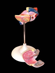 Модель сердца (лабораторная) - fgospostavki.ru - Чита