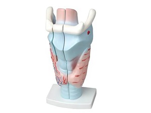 Модель гортани в разрезе - fgospostavki.ru - Чита