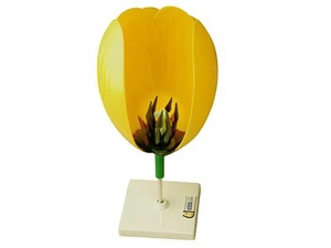 Модель цветка тюльпана - fgospostavki.ru - Чита