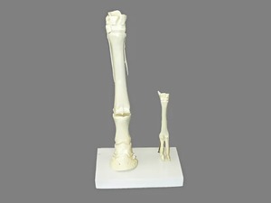 Модель "Скелет конечностей лошади и овцы" (на подставке) - fgospostavki.ru - Чита