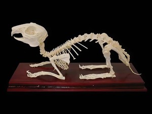 Скелет кролика - fgospostavki.ru - Чита