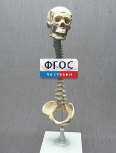 Модель "Позвоночник с черепом и тазом" - fgospostavki.ru - Чита