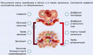 Интерактивные курсы. Биология 9 класс. Расширенный. - fgospostavki.ru - Чита