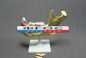 Модель "Челюсть разборная" - fgospostavki.ru - Чита