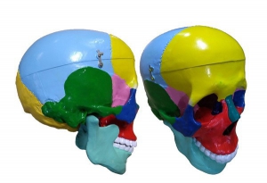 Модель "Череп" (с раскрашенными костями) - fgospostavki.ru - Чита