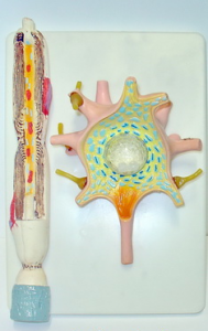 Модель "Нейрона" - fgospostavki.ru - Чита