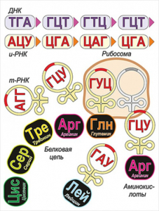 Модель-аппликация Биосинтез белка - fgospostavki.ru - Чита