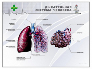 Стенд "Дыхательная система человека" - fgospostavki.ru - Чита