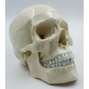 Модель "Череп" (белый) - fgospostavki.ru - Чита