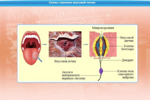 Интерактивные курсы. Биология 10 класс. Расширенный. - fgospostavki.ru - Чита