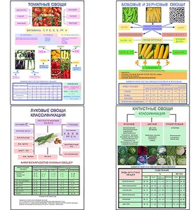 Плакаты ПРОФТЕХ "Классификация овощей" (11 пл, винил, 70х100) - fgospostavki.ru - Чита