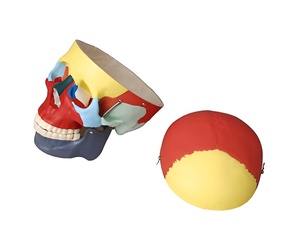 Модель "Череп человека с раскрашенными костями" - fgospostavki.ru - Чита