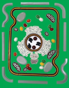 Модель-аппликация "Строение клетки" (набор из 54 пластмассовых фигур) - fgospostavki.ru - Чита