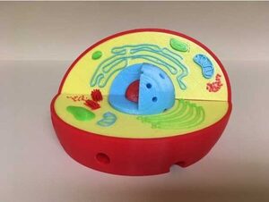 Модель растительной клетки - fgospostavki.ru - Чита