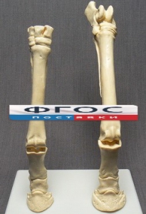 Скелет конечности лошади (передняя и задняя) на подставке - fgospostavki.ru - Чита