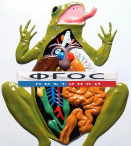 Модель барельефная "Внутреннее строение лягушки" - fgospostavki.ru - Чита