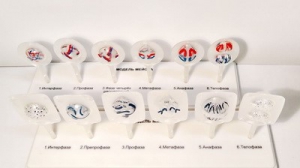 Модель "Митоз и мейоз клетки" - fgospostavki.ru - Чита