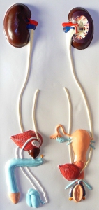 Модель барельефная "Мочевыделительная система" - fgospostavki.ru - Чита