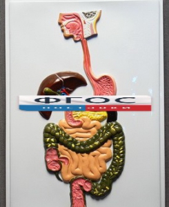 Модель барельефная "Пищеварительный тракт" - fgospostavki.ru - Чита