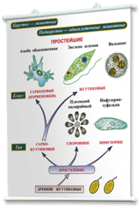 Плакаты по биологии для оформления кабинета. - fgospostavki.ru - Чита