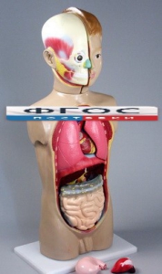 Модель Торс человека 65 сантиметров - fgospostavki.ru - Чита