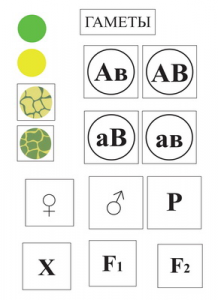 Модель-аппликация Дигибридное скрещивание и его цитологические основы - fgospostavki.ru - Чита