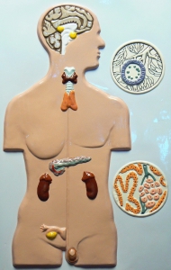 Модель барельефная "Железы внутренней секреции человека" - fgospostavki.ru - Чита