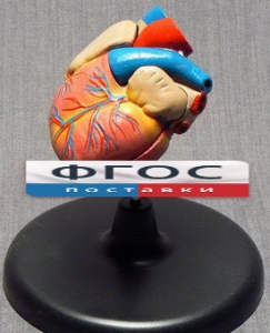 Модель "Сердце" (лабораторная) - fgospostavki.ru - Чита