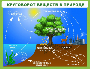 Стенд "Круговорот веществ" - fgospostavki.ru - Чита