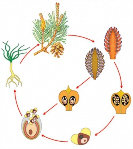 Модель-аппликация Размножение сосны - fgospostavki.ru - Чита