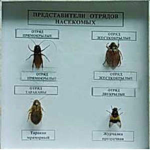 Коллекция энтомологическая "Представители отряда насекомых" - fgospostavki.ru - Чита