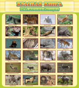 Стенд "Красная книга - млекопитающие" - fgospostavki.ru - Чита