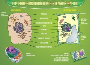 Стенд "Строение животной и растительной клеток" - fgospostavki.ru - Чита