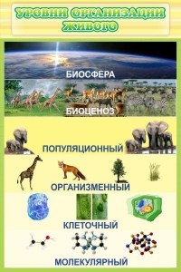 Стенд "Уровни организации живого" - fgospostavki.ru - Чита