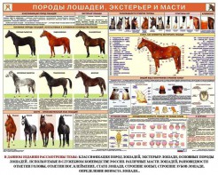 Комплект плакатов "Служебное коневодство" - fgospostavki.ru - Чита