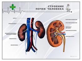 Стенд "Строение почки человека" - fgospostavki.ru - Чита
