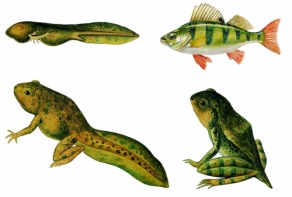 Модель-аппликация Цикл развития костной рыбы и лягушки - fgospostavki.ru - Чита