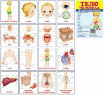 Раздаточные карточки "Тело человека" - fgospostavki.ru - Чита