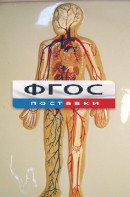 Модель барельефная "Кровеносная система человека" - fgospostavki.ru - Чита