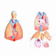 Модель "Система органов дыхания" - fgospostavki.ru - Чита