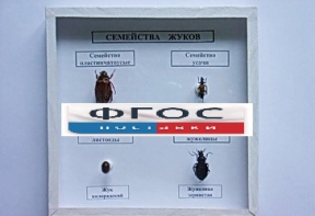 Коллекция "Семейство жуков" - fgospostavki.ru - Чита