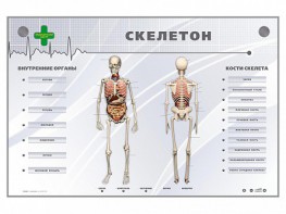 Электрифицированный стенд-тренажер "Скелетон" - fgospostavki.ru - Чита