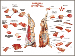 Таблица "Правила разделки мясных туш. Говядина и телятина" (100х140 сантиметров, винил) - fgospostavki.ru - Чита