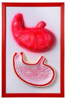 Барельефная модель "Желудок" - fgospostavki.ru - Чита