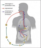 Модель-аппликация Цикл развития аскариды - fgospostavki.ru - Чита