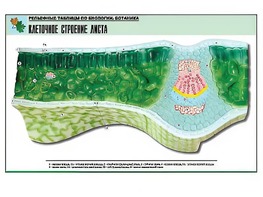 Рельефная таблица "Клеточное строение листа" (формат А1, матовое ламинирование) - fgospostavki.ru - Чита